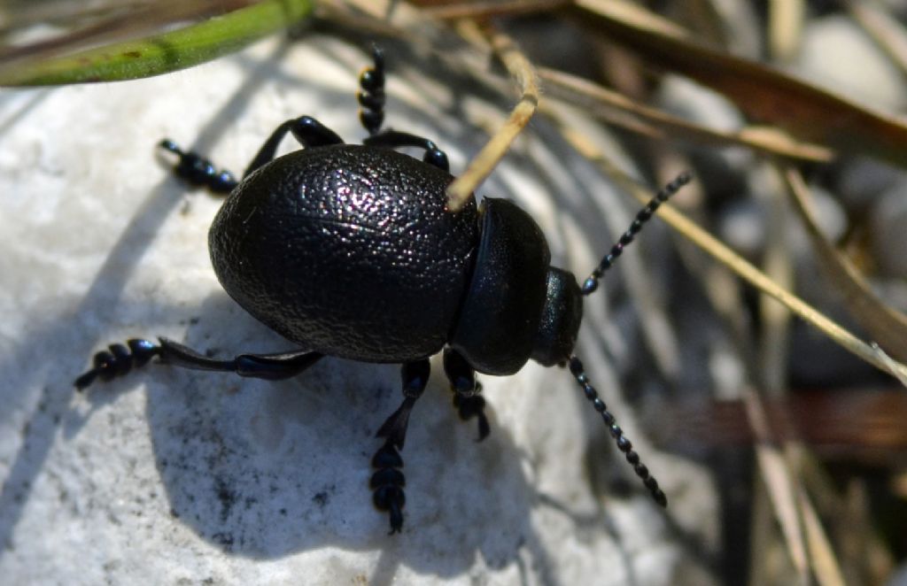 Timarcha pratensis, Chrysomelidae